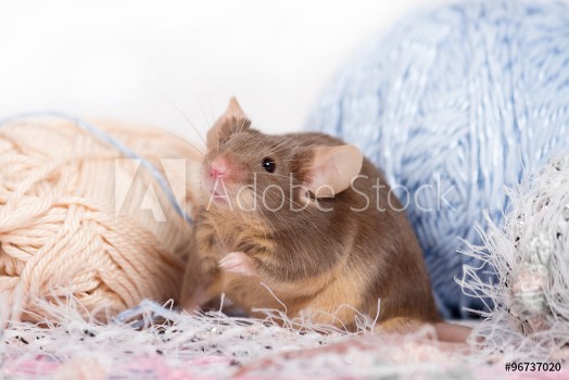 Picture of Funny domestic mouse is hiding among tangles of yarn Yarn is blue beige pink and fluffy Mouse has bushy wiskers Mouse is funny cute and curios